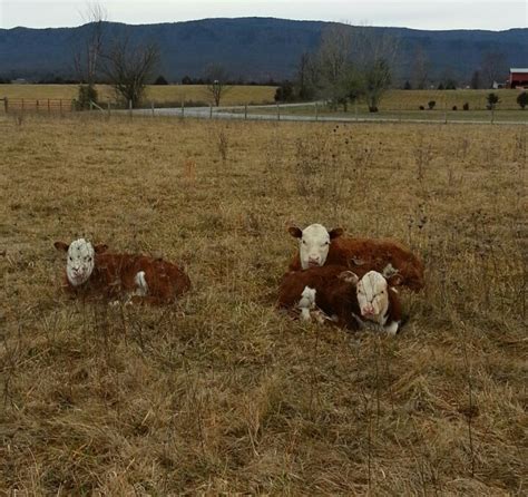 Three Brown And White Cows Laying In A Field