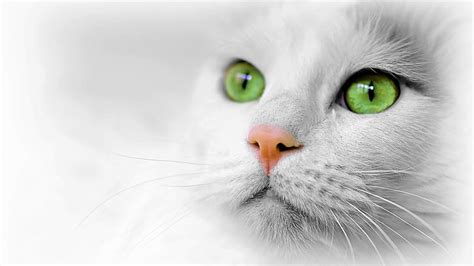 Hd Wallpaper Cat Animal Green Eyes White Cat Nose Whiskers