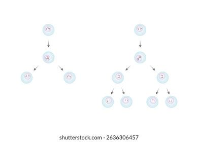 phase mitosis royalty  images stock  pictures