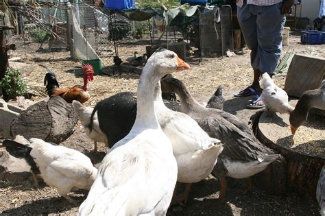Забраняват пазарите за живи животни и животинска продукция в цялата ...