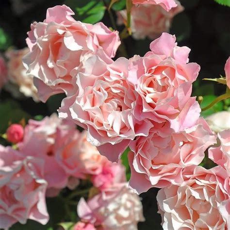 Роза Porcelaine d Orient ( Daphne) - японской селекции, нежно розового ...