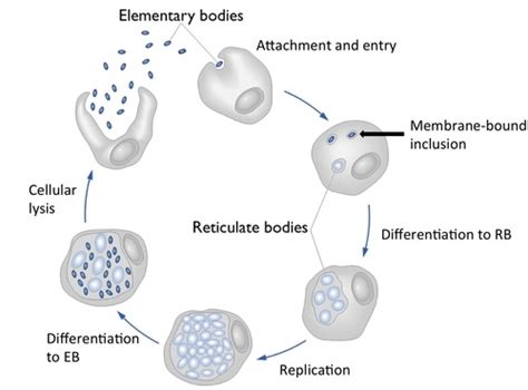Obligate Intracellular Bacteria Flashcards Quizlet