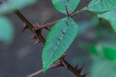 Premium Photo The Spikes On The Leaves