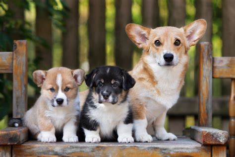 Puppy Dog Breeds Photos
