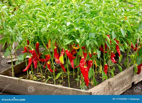 Chili Peppers Growing Plants Chili Pepper Hot Pepper Stock Image
