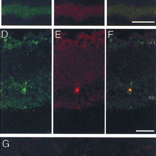 Melanopsin Is Present In Pacap Immunoreactive Retinal Ganglion Cells