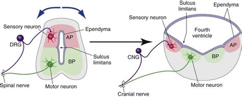 Sulcus Limitans Brainstem