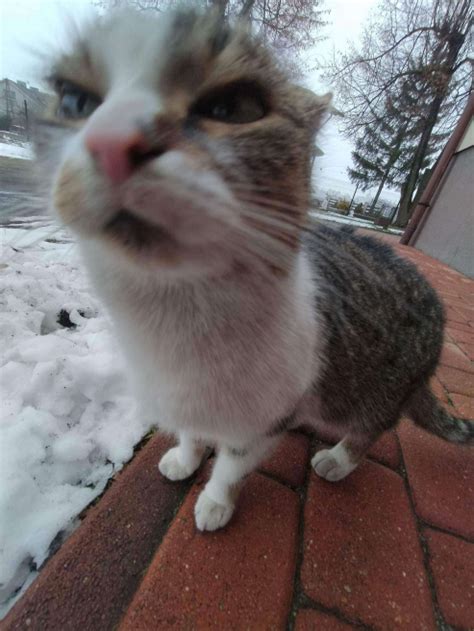 This Angry Goofy Ass Cat Blank Template Imgflip
