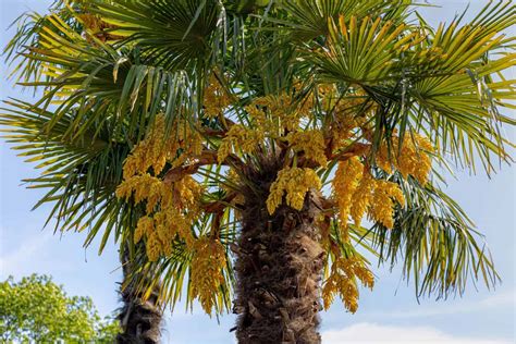 Palm Trees In Ireland Can They Really Grow There A Z Animals