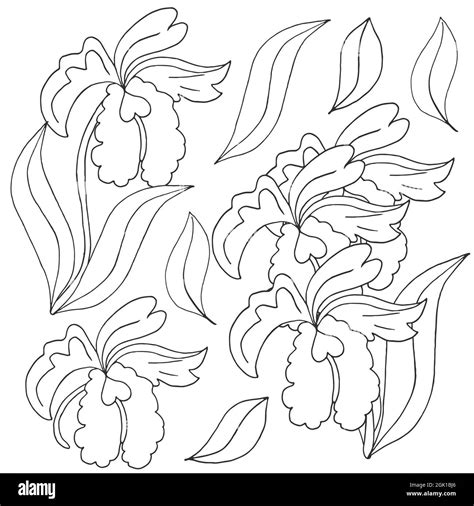 Orchids Set Of Orchid Monochrome Flowers Elements Cute Flowers In