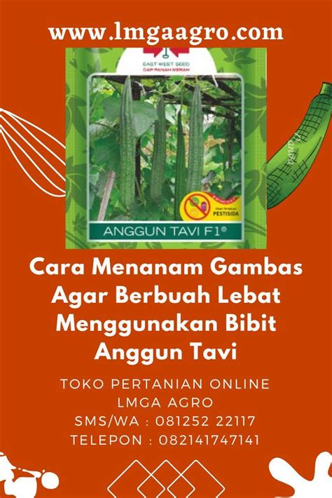 Cara Menanam Gambas Agar Berbuah Lebat Menggunakan Bibit Anggun Tavi