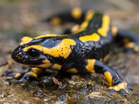 Salamander wallpapers, Animal, HQ Salamander pictures | 4K Wallpapers 2019