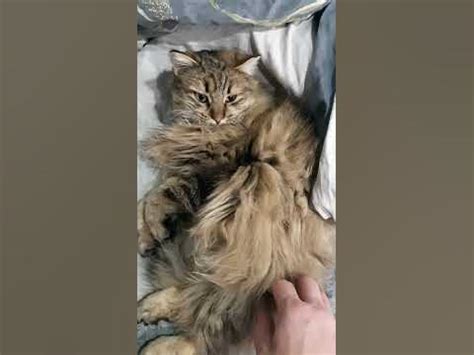 Милая кошечка со взглядом хищника. #животные #котики #кошка - YouTube
