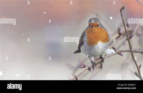 Robin Photograph Stock Videos And Footage Hd And 4k Video Clips Alamy