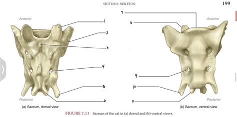Cat Skeleton Sacrum Diagram Quizlet