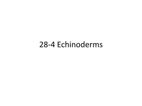 Biology 28 4 Echinoderms Ppt