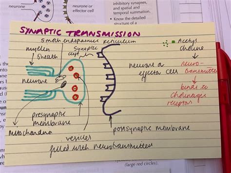 Synaptic Transmission Flashcards Quizlet