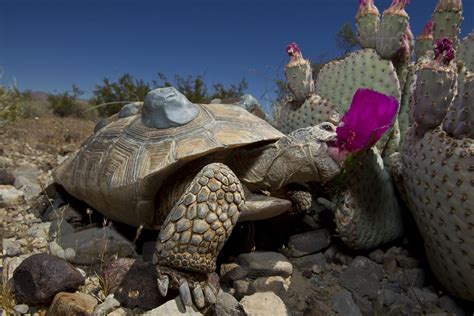 Desert Tortoise Desert Tortoise Tortoise Care Tortoises