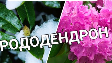 РОДОДЕНДРОН - самый красивый раннецветущий кустарник - YouTube