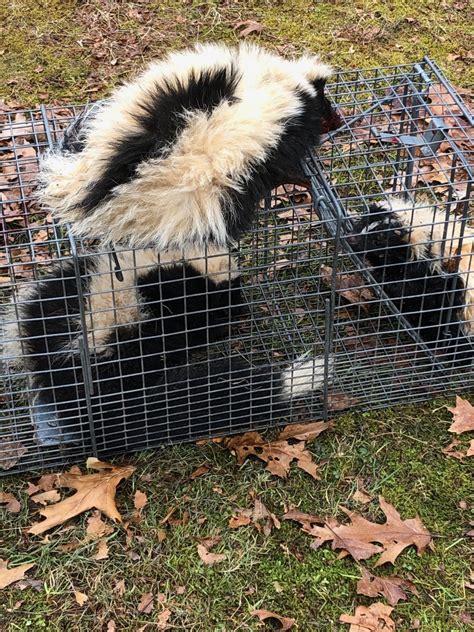 Skunk Free Winters Expert Ct Skunk Removal Services