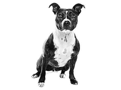 Staffordshire Bull Terrier Royal Canin Au