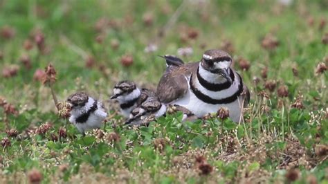 Killdeer Chicks