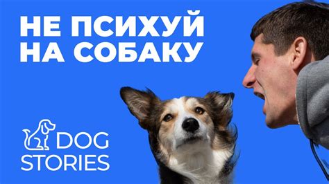 Не психуй на собаку 🐕 Как не срываться на щенка при дрессировке 🐩 ...