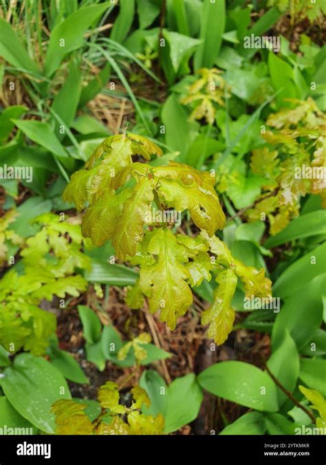 English Oak Quercus Robur Stock Photo Alamy
