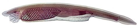 Enviromental Science (ENB150): Amphioxus
