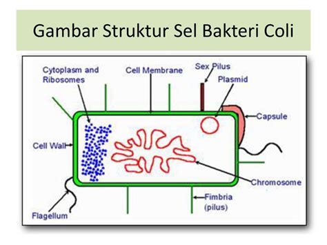 Re Bioteknologi Lingkungan Mikroba Dan Metabolisma Ppt Download