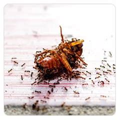 Zombie Ants | Pest Control Tips and Strategies | Combat Bugs