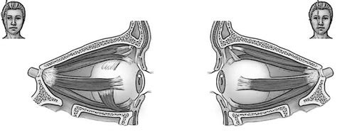 Eye Muscles Lab 6 Diagram Quizlet