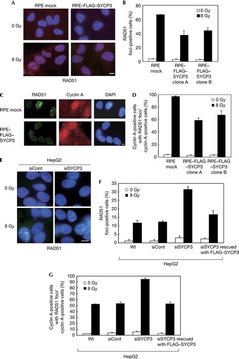 The Mitotic Sycp Protein Inhibits The Ir Induced Rad Foci Formation