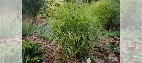 Осока пальмолистная Декоративный злак купить в Санкт-Петербурге ...