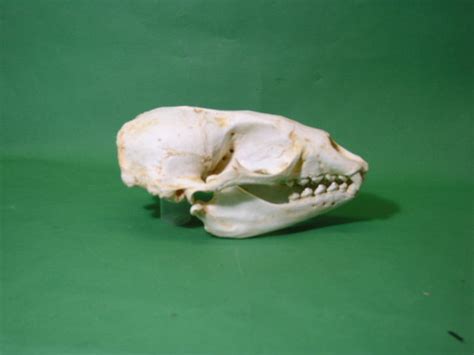 Hawaiian Male Monk Seal Skull - SkeletonsAndSkullsSuperstore