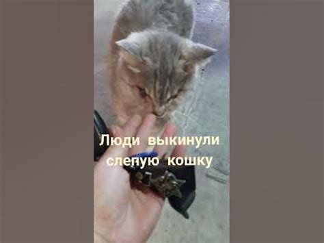 Приют Ушастая няня - YouTube