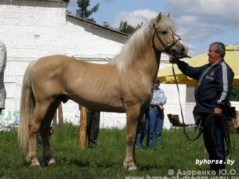 Белорусская упряжная : База лошадей