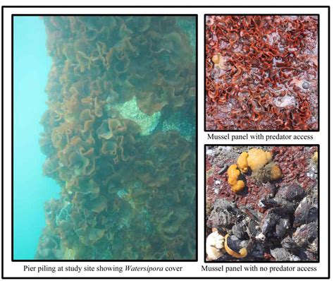 Keystone predators in invaded communities | Oikos Journal