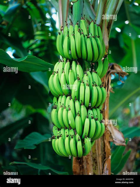 Banana Tree Stock Photo Alamy
