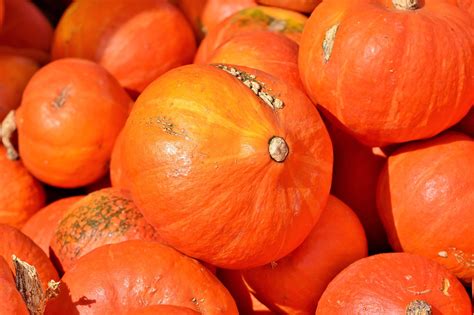 20,000+ Free Красная Тыква & Pumpkin Photos - Pixabay