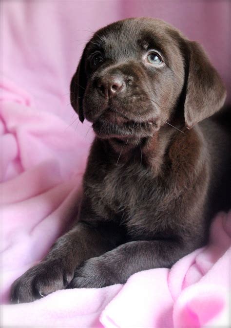 Chocolate Lab Puppy From Latest Photo Shoot Labrador Dog Chocolate