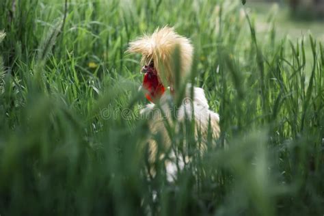 Bantam Naked Neck Silkie Chicken Stock Photo Image Of Outdoors