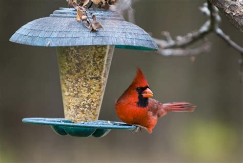 bird seed  wild birds pet food guide