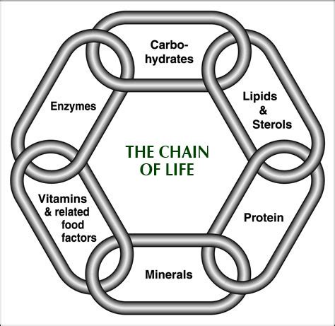 The Chain Of Life