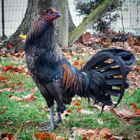 Vibrant Gallos Lopez Artwork | Blue roaster, Black rooster farm animal