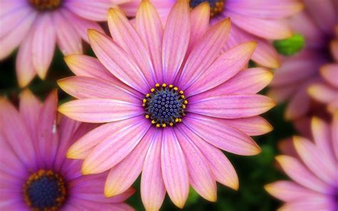 fleurs