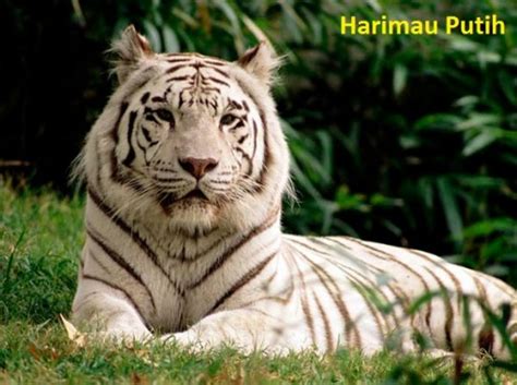 Detail Background Macan Putih Koleksi Nomer 33