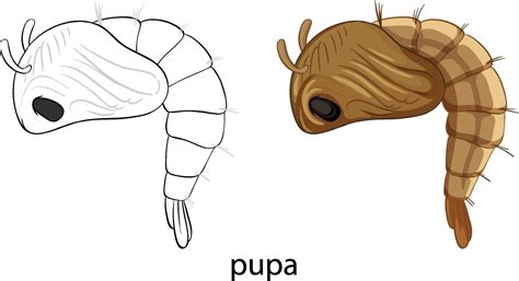 Mosquito Pupa In Colour And Doodle Isolated 1928708 Vector Art At Vecteezy