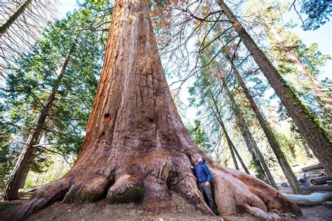 40 Giant Sequoia California Redwood Sequoiadendron giganteum | Etsy