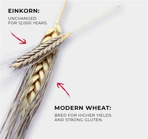 All About Einkorn How To Make Einkorn Bread Alumni Parents And